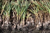 2024年雲林蒜頭-已經賣完，3/25前後現貨採收 成熟度夠 滿7個月 濕蒜頭、綜合