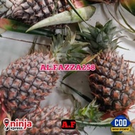 nanas merah nanas muda