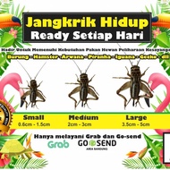 IWN7 Jangkrik Hidup untuk Pakan Burung/Iguana/ Hamster/ Gecko/ Arwana