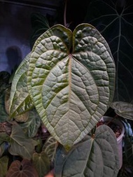 紅水晶 x 奢華花燭 RC x LUX Anthurium ‘Red Crystallinum’ x A. luxurians