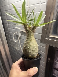 塊根植物