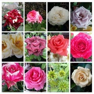 Tanaman Hias Bunga Mawar / Bunga Mawar / Mawar
