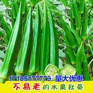 現貨  特價 小欣種業黃水果秋葵種子生吃不易老春秋季四季陽臺盆栽高產超長水果種孑籽
