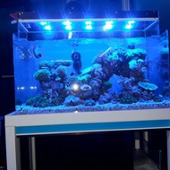 aquarium laut bending 80cm fullset