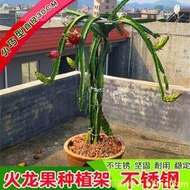 （滿300發貨）不銹鋼火龍果架30CM直徑火龍果架種植架爬藤架支撐架小巧園藝花架