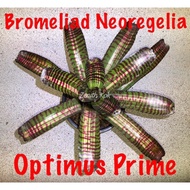 BIG PUP Neoregelia Optimus Prime ( pokok / plant ) BROMELIAD