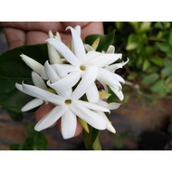 Star jasmine Anak Pokok Bunga Wangi