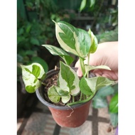 glacier pothos//////