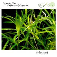 Najas Guadalupensis(Guppy Grass)竹节草-submerged水下叶/Aquatic plant/Tumbuhan Akuatik