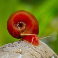 ［15pcs］Red Ramshorn Snail live snail aquarium
