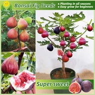 100% Legit Fresh Fig Tree Seeds Bonsai Fruit Seeds for Planting &amp; Gardening (150pcs/pack) Tropical Ficus Carica Seed Dwarf Fruit Plants Rare Fig Tree Seedlings Balcony Potted Live Plants for Sale Real Plants Easy To Grow Fruits Fruit Bearing Trees Seeds