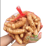 Temu Putih Segar 1kg Temu Putih fresh Temu Putih Asli