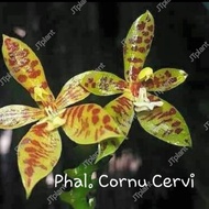 Phalaenopsis Cornu-Cervi(With Spike)/羊角蝴蝶兰