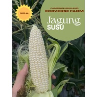 Jagung Susu Manis Cameron Highlands Gred AA / Grade AA Sweet Cameron Highlands Milk Corn 🥛🌽