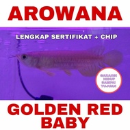 Ikan Arwana / Arowana Golden Red anakan / Baby RTG-HB
