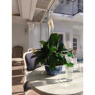 INDOOR PLANT PEACE LILY (SECOND)