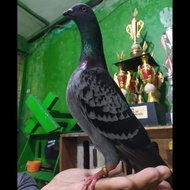 Burung Dara Merpati Hidup Lomba Ternakan Trah Juara Jantan / Betina