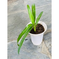 Crinum fortune lucky plant发财蒜香 with pot