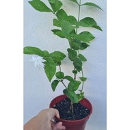 Anak Pokok Bunga Jasmine Melur Wangi - Fragrant Jasmine Flower