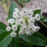Pokok bunga chocolate jasmine