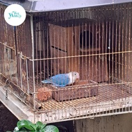Burung Lovebird betina biola blue  Love Bird sepasang dewasa lakbet siap ternak