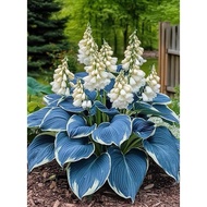 Dwarf Swan Lotus Bulbs