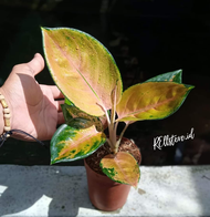 Aglonema Sultan Brunai SB Dewasa daun 567++