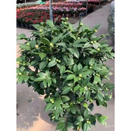 Base Plant Balcony Direct Supply Potted Plant Thousand Miles Xiangguangzhou Bonsai Greening Selected