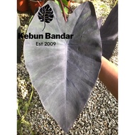 Colocasia Black Magic