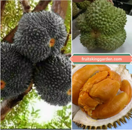[LIMITED TIME OFFER] Anak Pokok Durian Duri Hitam 2 Feet ++ (KAHWIN) HYBRID – Ochee (Black Thorn)  Buah Buahan Fruits Live Plant [WEST MALAYSIA ONLY]