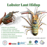 Lobster Bambu Hidup 1Kg (Isi 3 Ekor) 300Up | Spiny Lobster Live