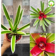 INDOOR PLANT - Bromeliad  Neoregelia Franca 積水风梨 (Small) for HOME/OFFICE decoration