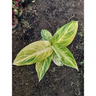 Sindo - Aglaonema Sundrop Live Plant VQM5OYN9S1