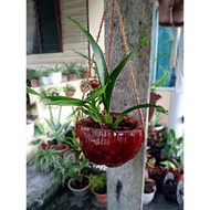 READY STOCK 💥 Pokok Orkid Dancing 🌼 Pokok Hidup