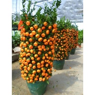 ▥ ۩ ✟ kiat kiat orange dwarf fruit tree seeds