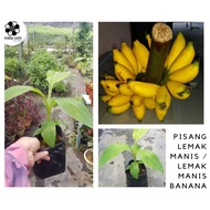 MM- Anak Pokok Pisang Lemak Manis / Lemak Manis Banana Plant Sapling / Benih Pisang Tisu Kultur