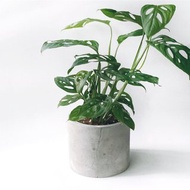 (預購) 純灰系列 | 窗孔龜背芋 洞洞蔓綠絨 四吋中圓盆水泥植栽