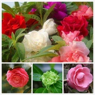 200 Seeds Double Camellia Impatiens Balsamina Seeds Benih Bunga Keladi Viral Bonsai Seeds Pot Plant 