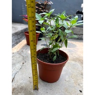 Thai Basil/Daun Selasih