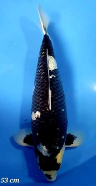 Ikan Koi Shiro Ginrin Import Jepang Sertifikat Omosako Code 61