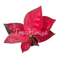 อโกลนีมา สุขสมใจปอง กระถาง 6 นิ้ว 5-6 ใบ / Aglaonema Suksom Jaipong pot”6