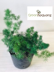 GHZ - Asparagus Live Plant Pokok Fern Paku Pakis Hiasan Indoor 蓬莱松