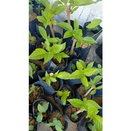 ANAK POKOK KETUM AYAM
