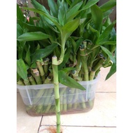 Lucky bamboo stem cuttings, lucky bamboo, lucky bamboo