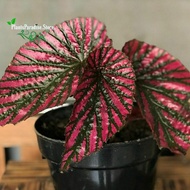 Tanaman hias Begonia Rex - Begonia Rex Wallet - Begonia Violet