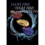 Lucky Fish 招财鱼 - Lp Saen Wat Bannokjik