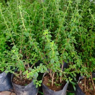 Thai oregano herbs/culinary herbs