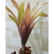 Bromeliad Quesnelia Arvensis Rubra / Rare Plant