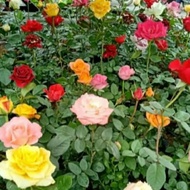 PTC tanaman hias bunga mawar / mawar / bunga mawar / bunga rose
