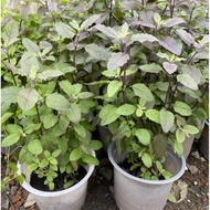 Purple basil plant (Purple basil plant), precious Southern medicinal plant